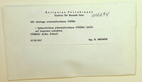 Sphacelotheca schweinfurthiana image